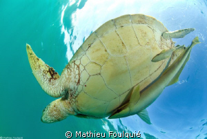 green turtle and remoras by Mathieu Foulquié 